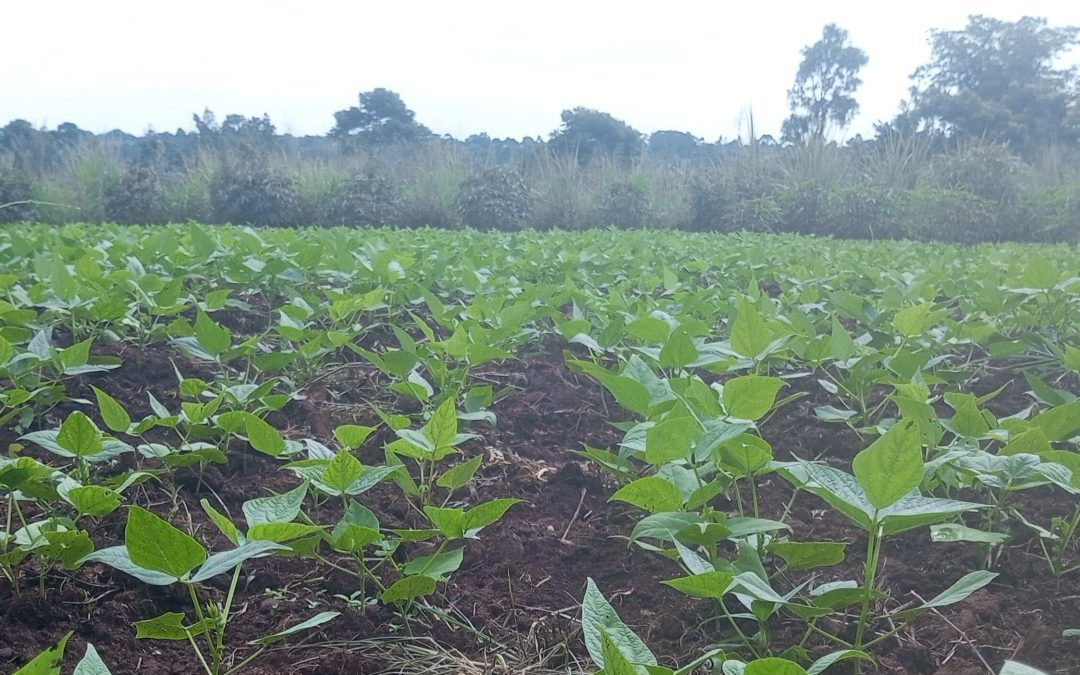 SOWING SEEDS OF HOPE