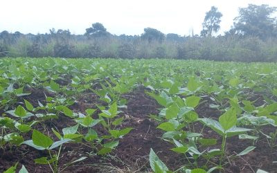 SOWING SEEDS OF HOPE