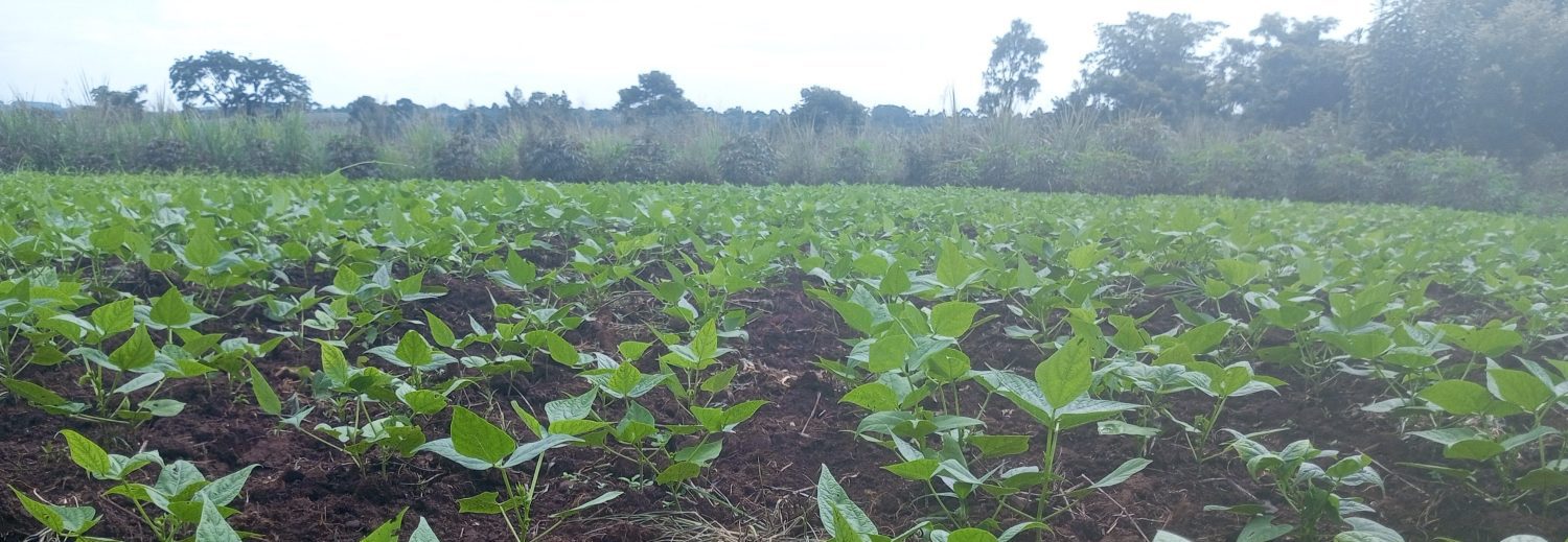 SOWING SEEDS OF HOPE